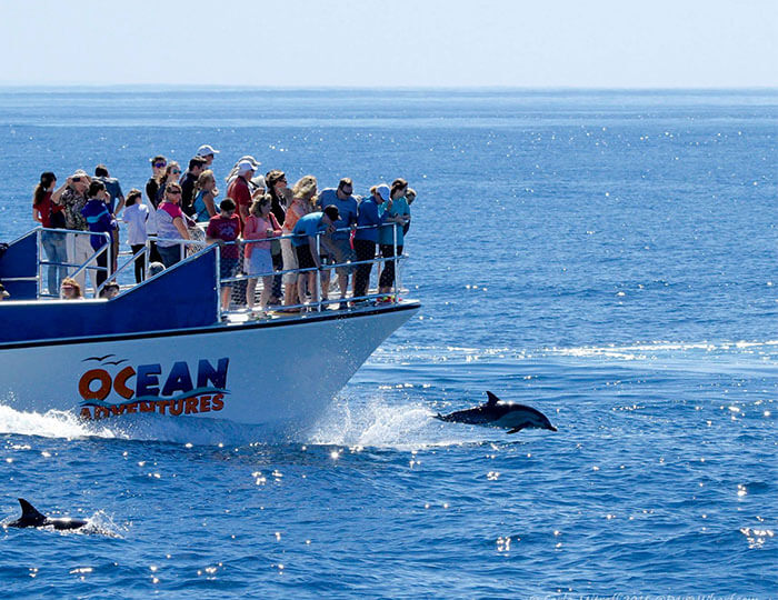 Whale Watching in Dana Point | Orange County Whale Watching
