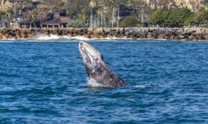 Gray Whale Dana Point