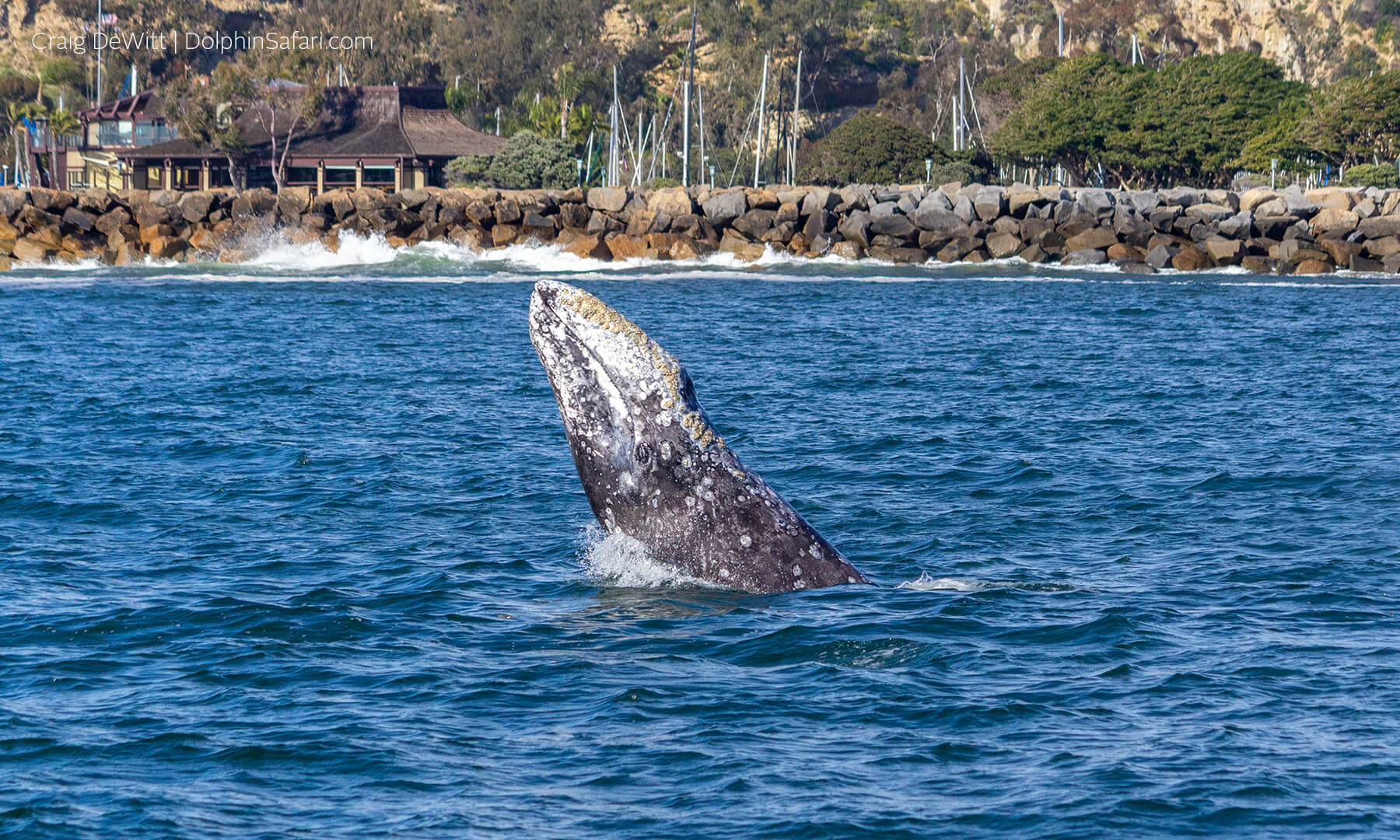 Gray Whale Dana Point