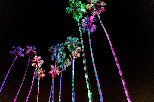 Signature Ohana Festival Palm Trees
