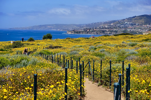 Yellow Wildflowers line a walking trail in the Dana Point Headlands Conservation Area
