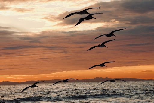 birds flying over salt creek beach park