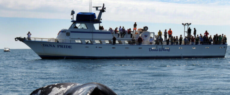 Dana Wharf Sportfishing and Whale Watching